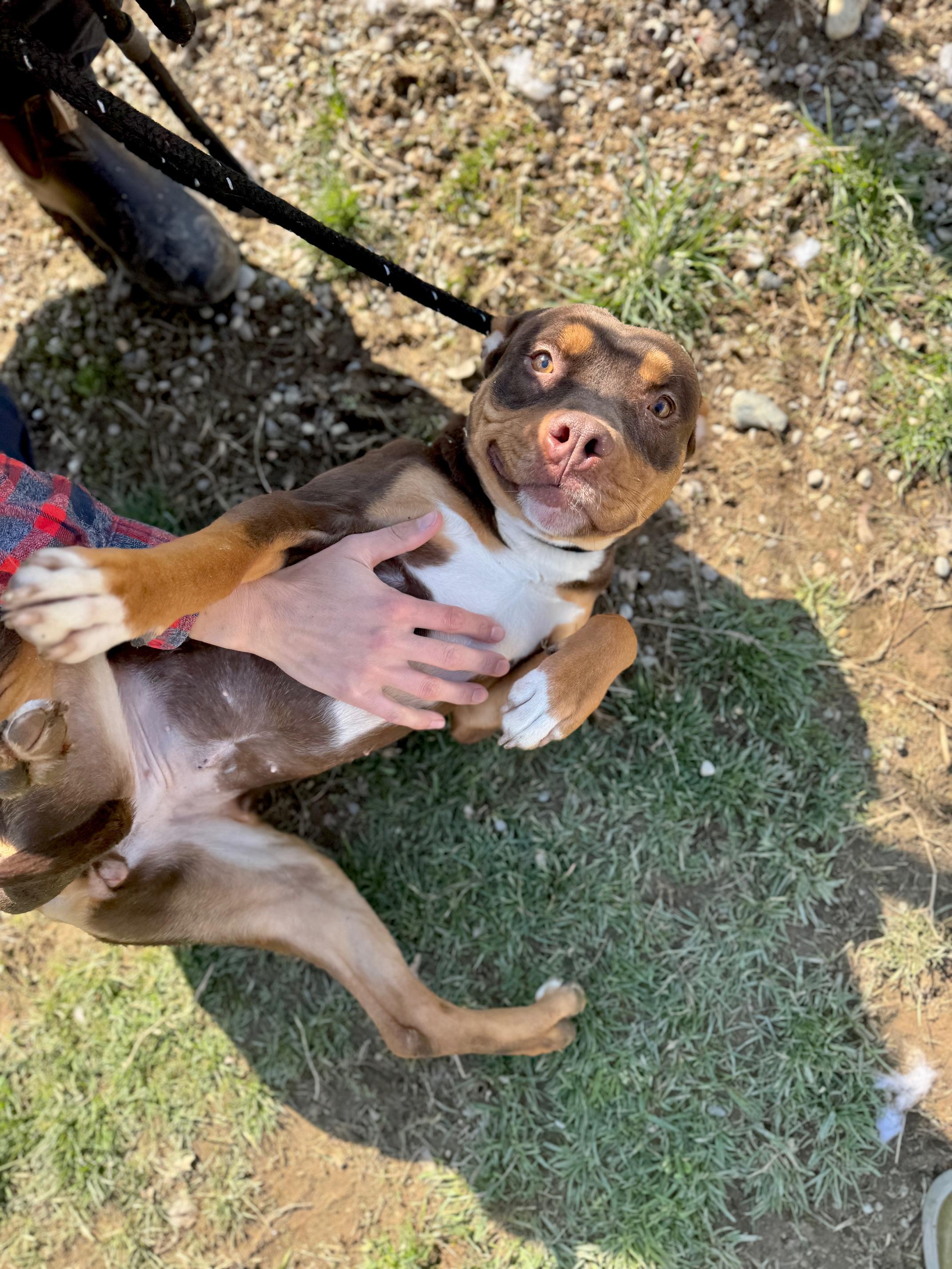 Teeter, ADOPTABLE, Young Female Pit Bull Terrier & Mixed Breed.