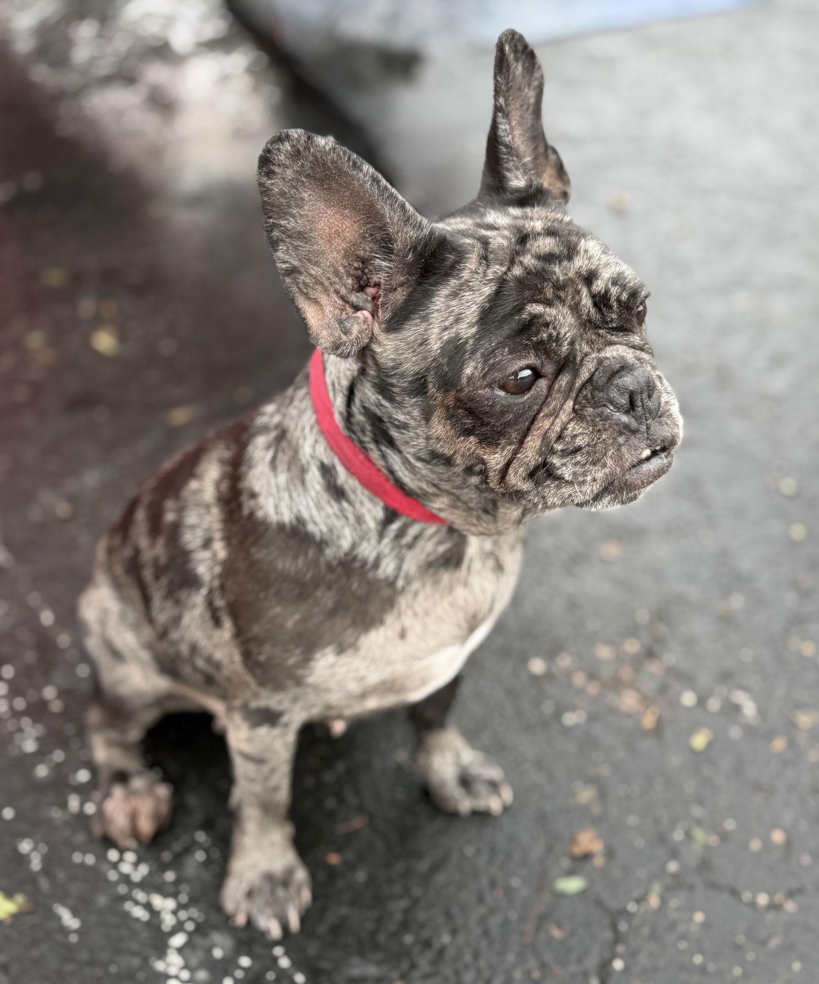 Angel, a Adoptable French Bulldog in Scottsdale, AZ image 1/3