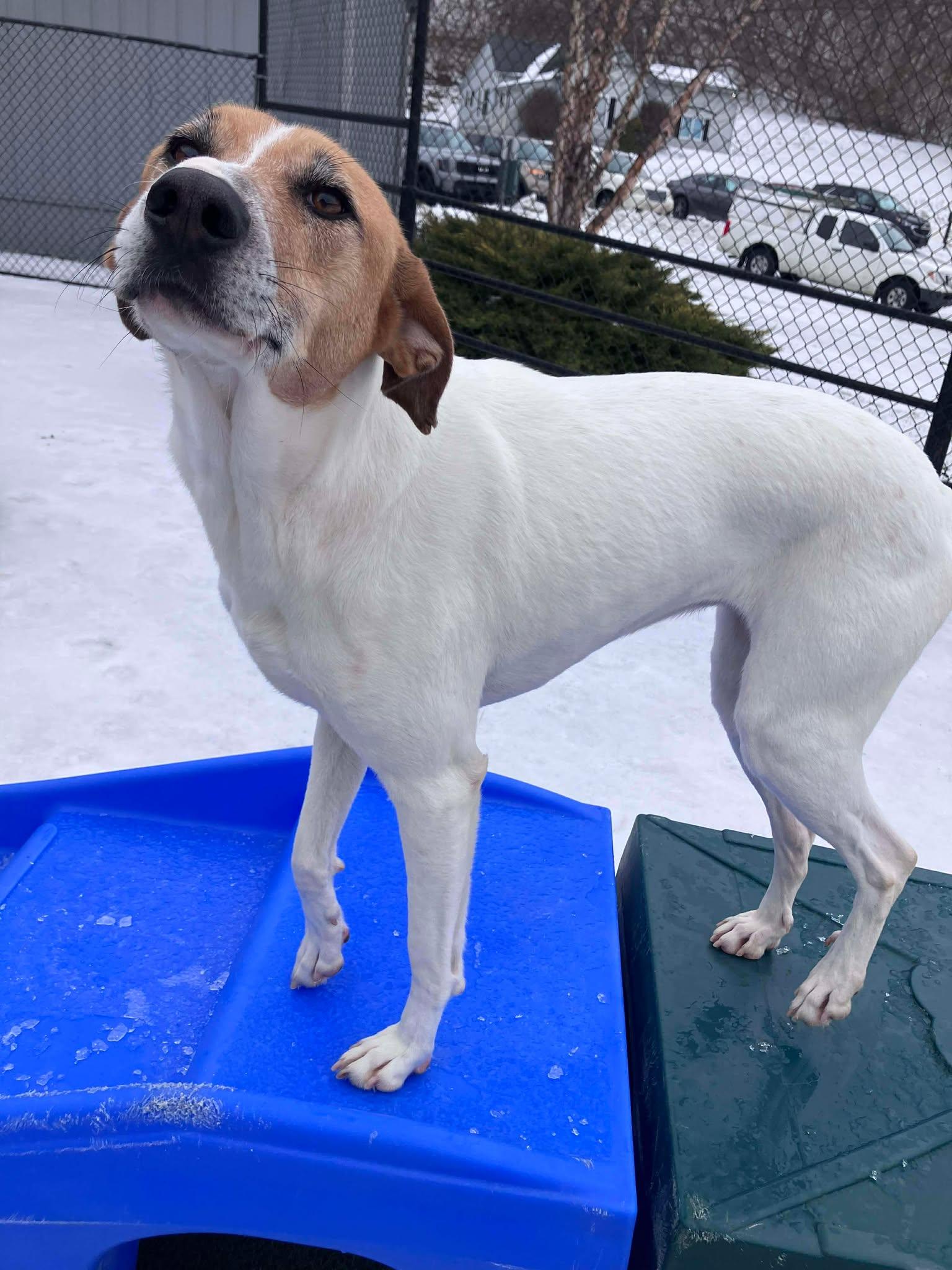 Enlarge Happy, a Adoptable mixed breed in Richmond, KY image 5/6