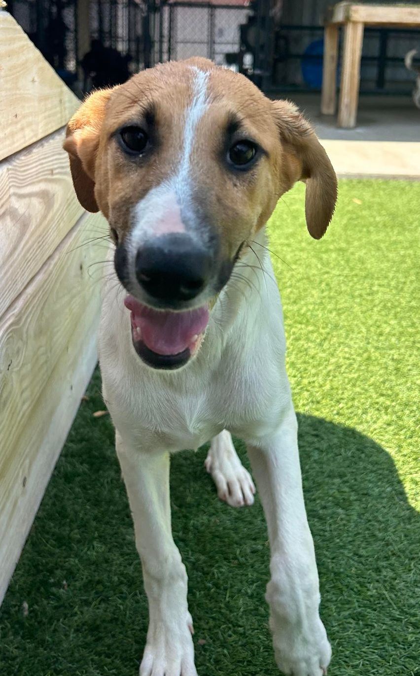 Happy, a Adoptable mixed breed in Richmond, KY image 6/6