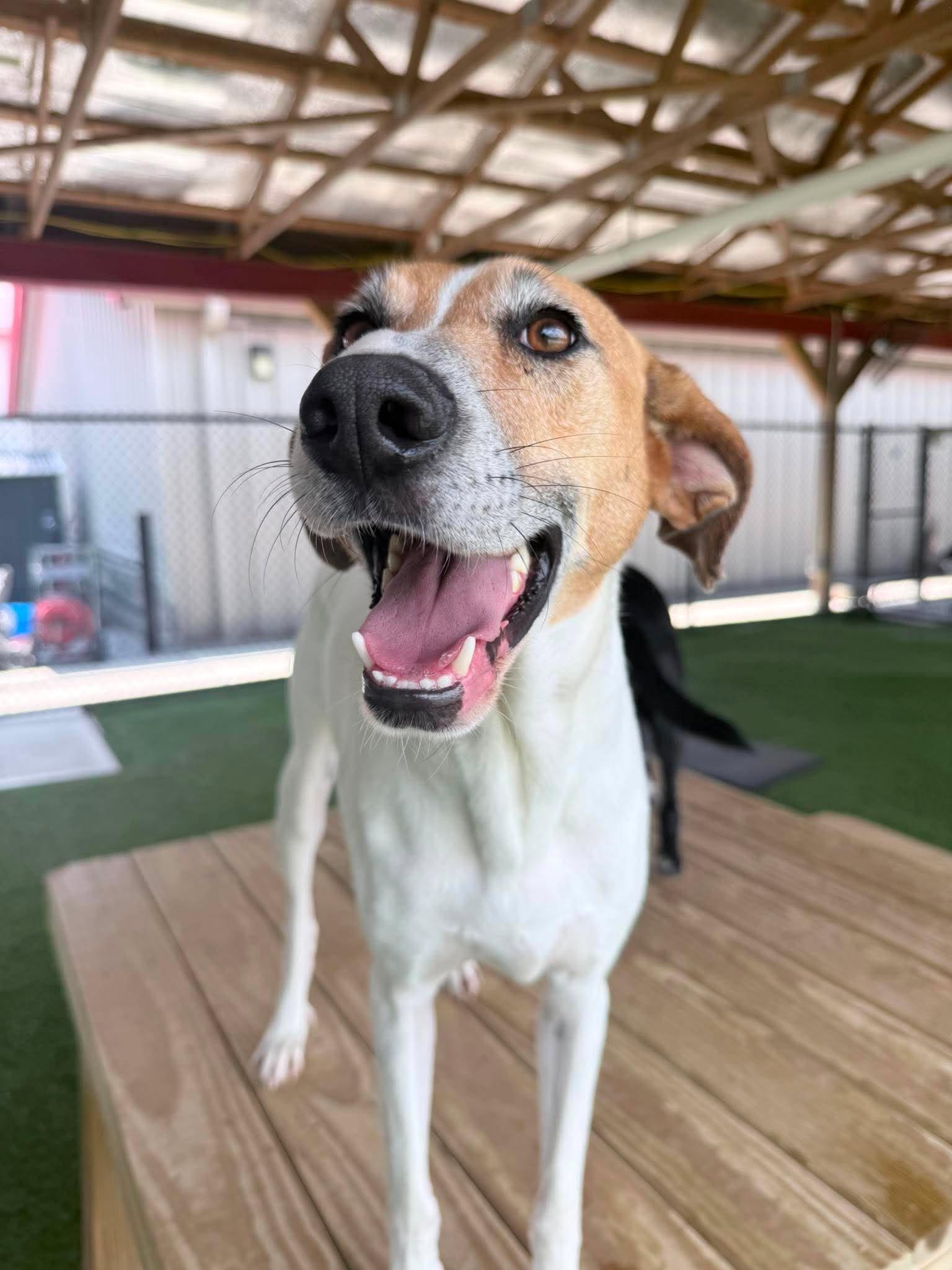 Enlarge Happy, a Adoptable mixed breed in Richmond, KY image 4/6