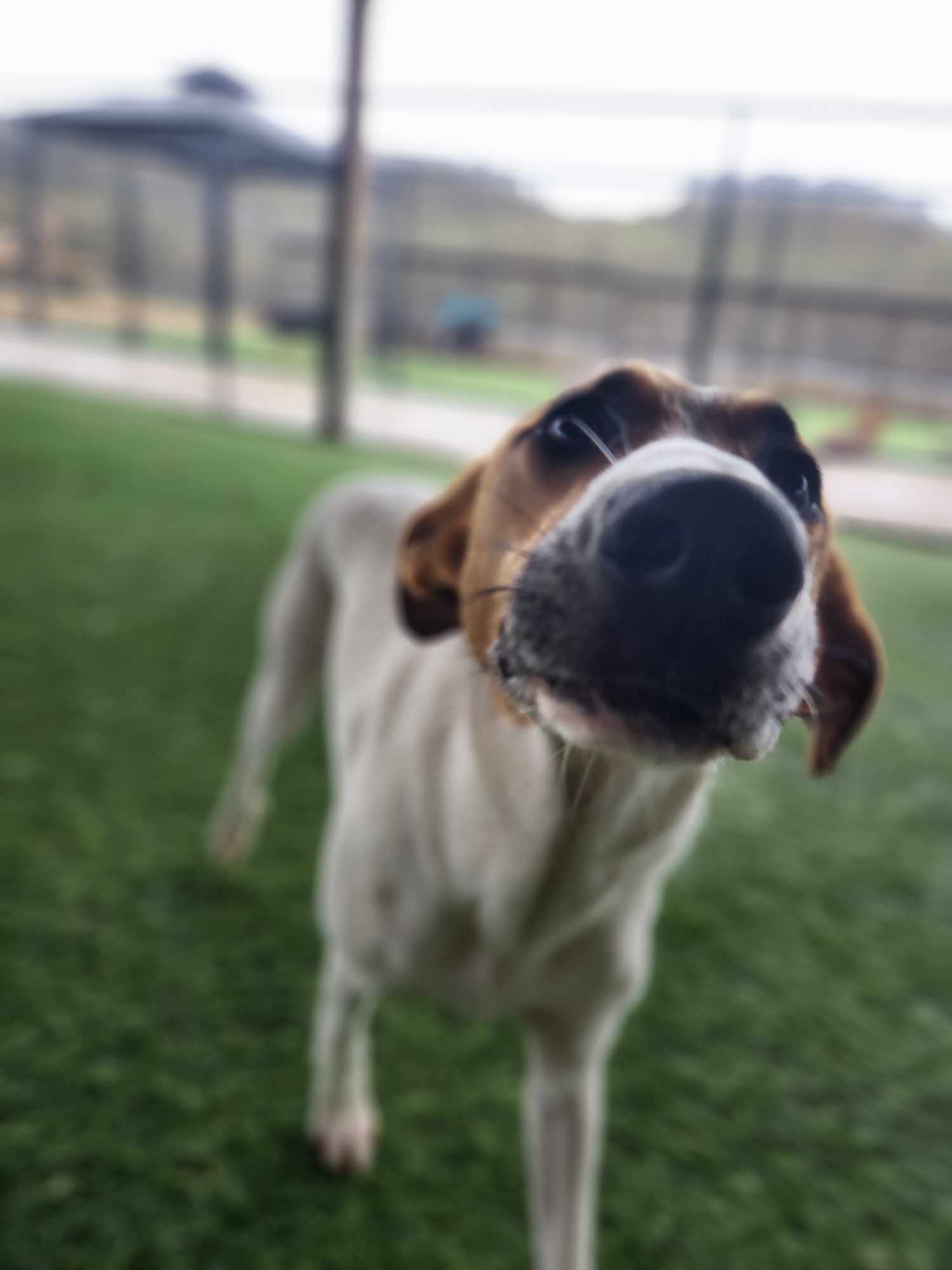 Happy, a Adoptable mixed breed in Richmond, KY image 3/6