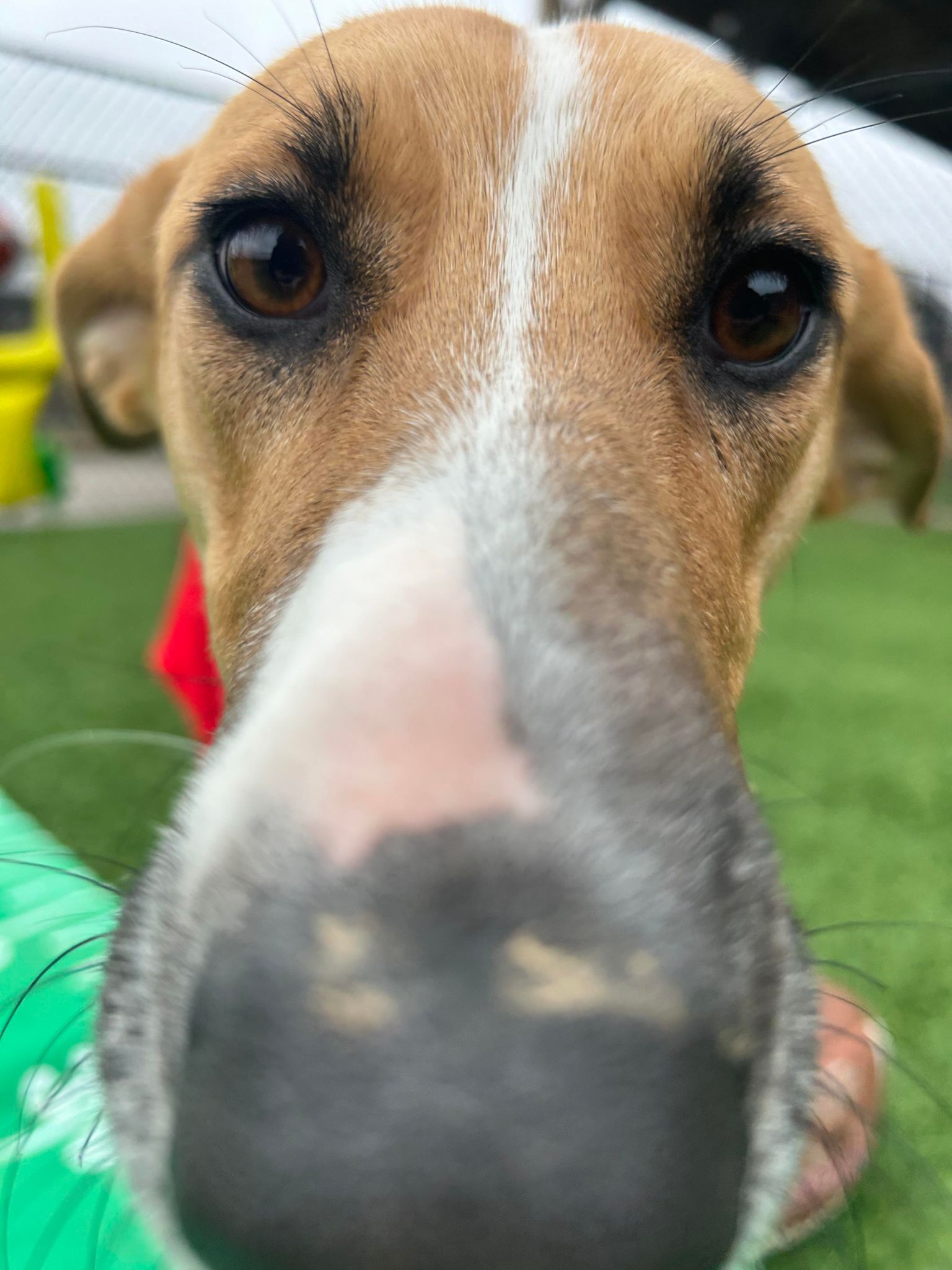 Happy, a Adoptable mixed breed in Richmond, KY image 2/6