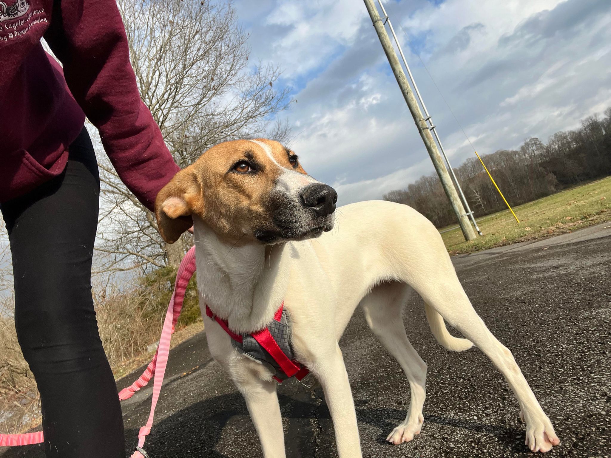 Happy, a Adoptable mixed breed in Richmond, KY image 4/6
