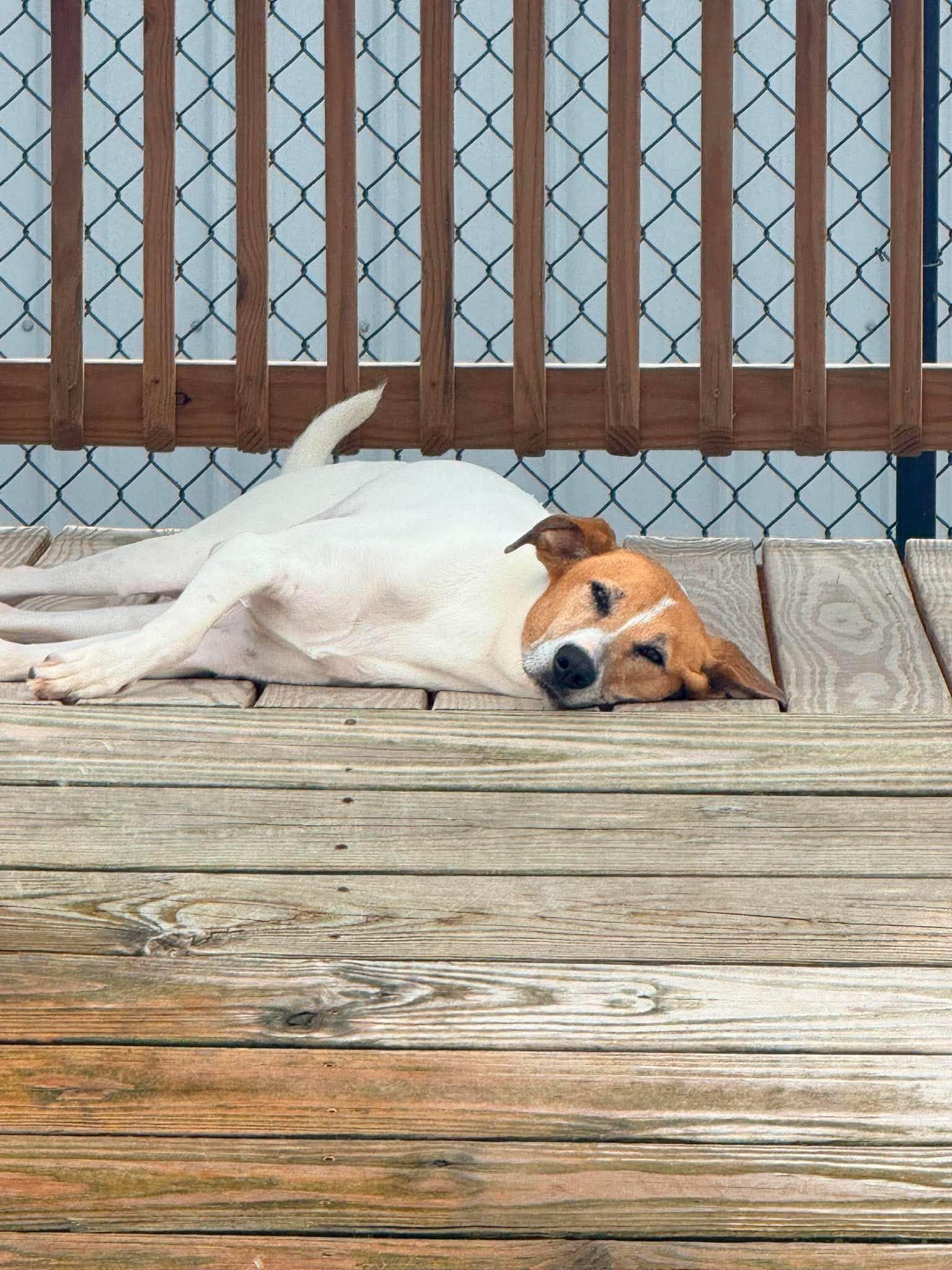 Enlarge Happy, a Adoptable mixed breed in Richmond, KY image 3/6