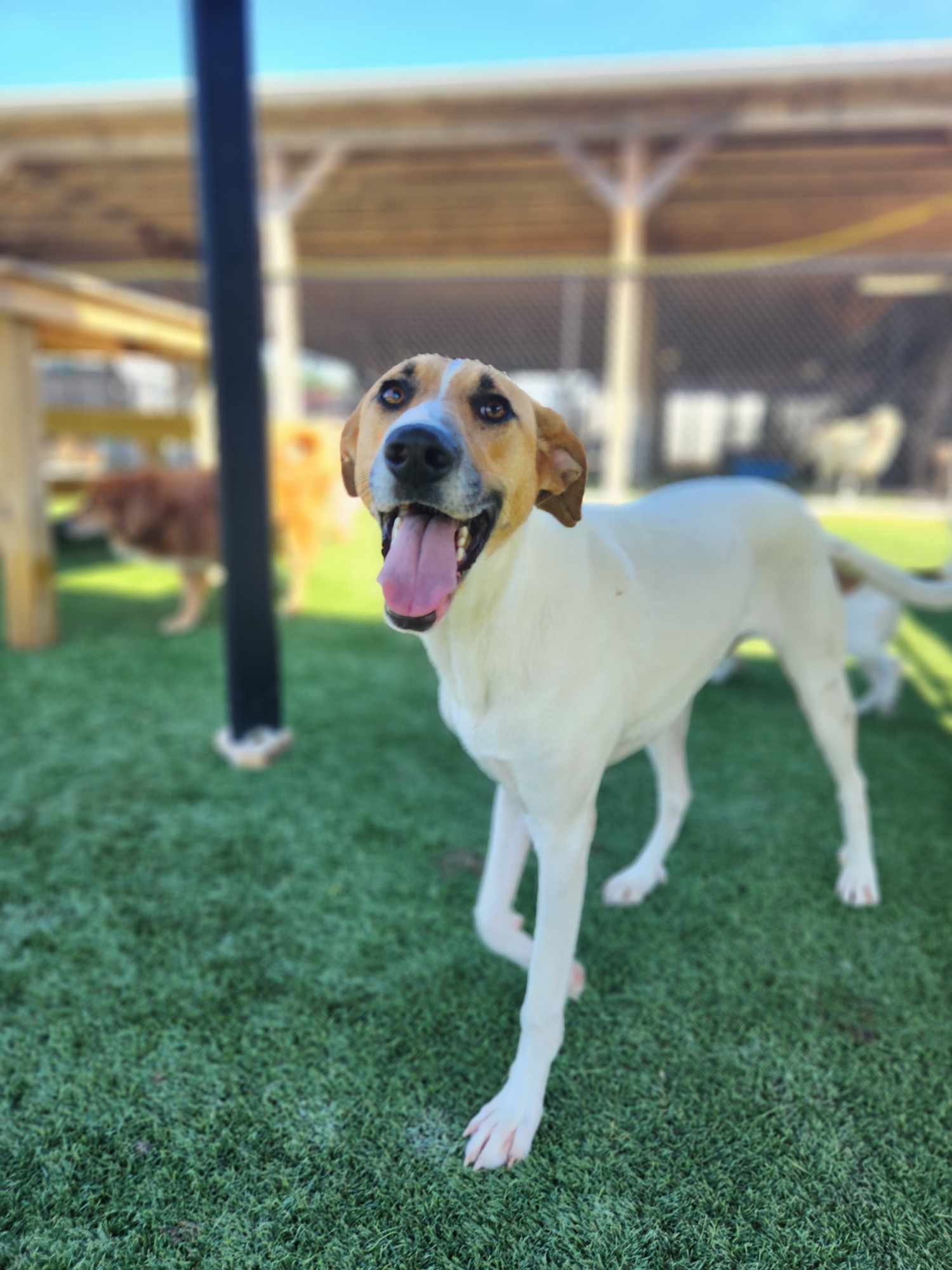 Happy, a Adoptable mixed breed in Richmond, KY image 1/6