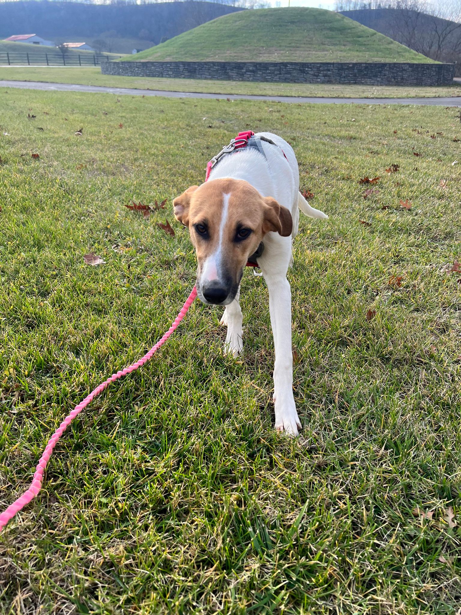 Happy, a Adoptable mixed breed in Richmond, KY image 5/6