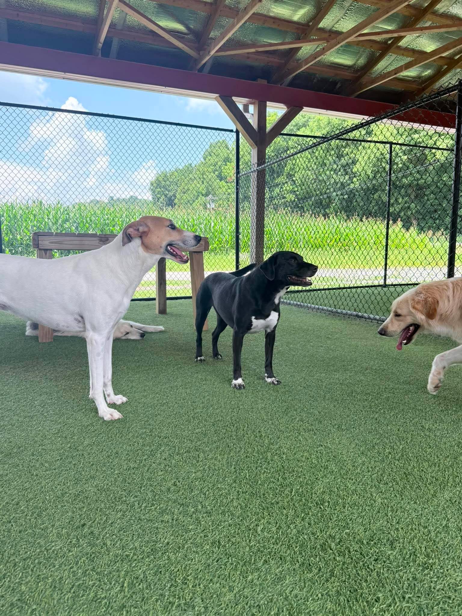 Enlarge Happy, a Adoptable mixed breed in Richmond, KY image 6/6