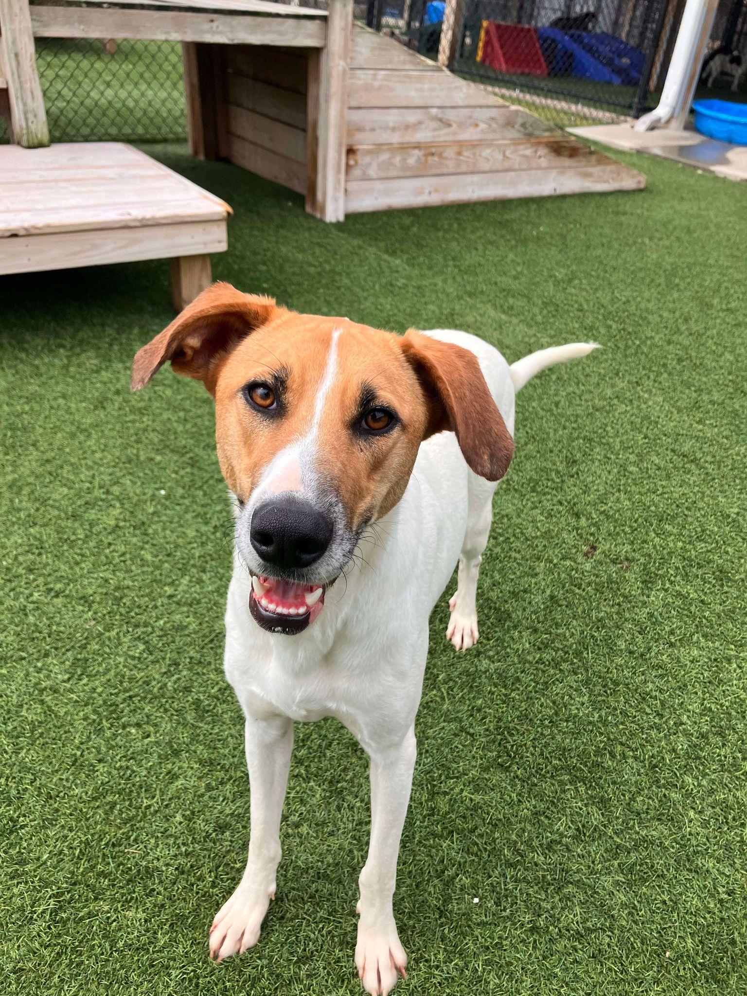Enlarge Happy, a Adoptable mixed breed in Richmond, KY image 2/6