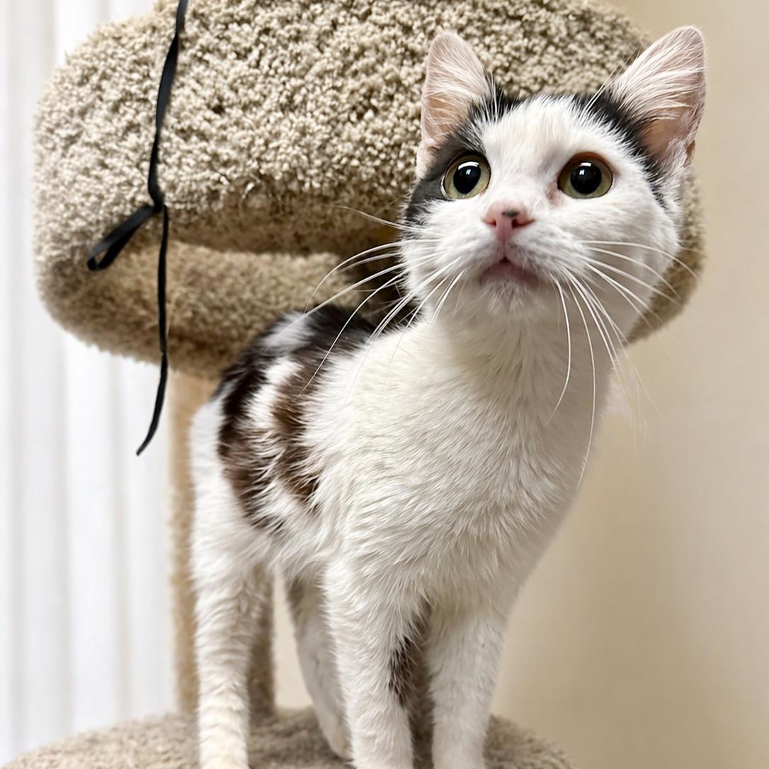 Licorice, ADOPTABLE, Kitten Female Domestic Short Hair.