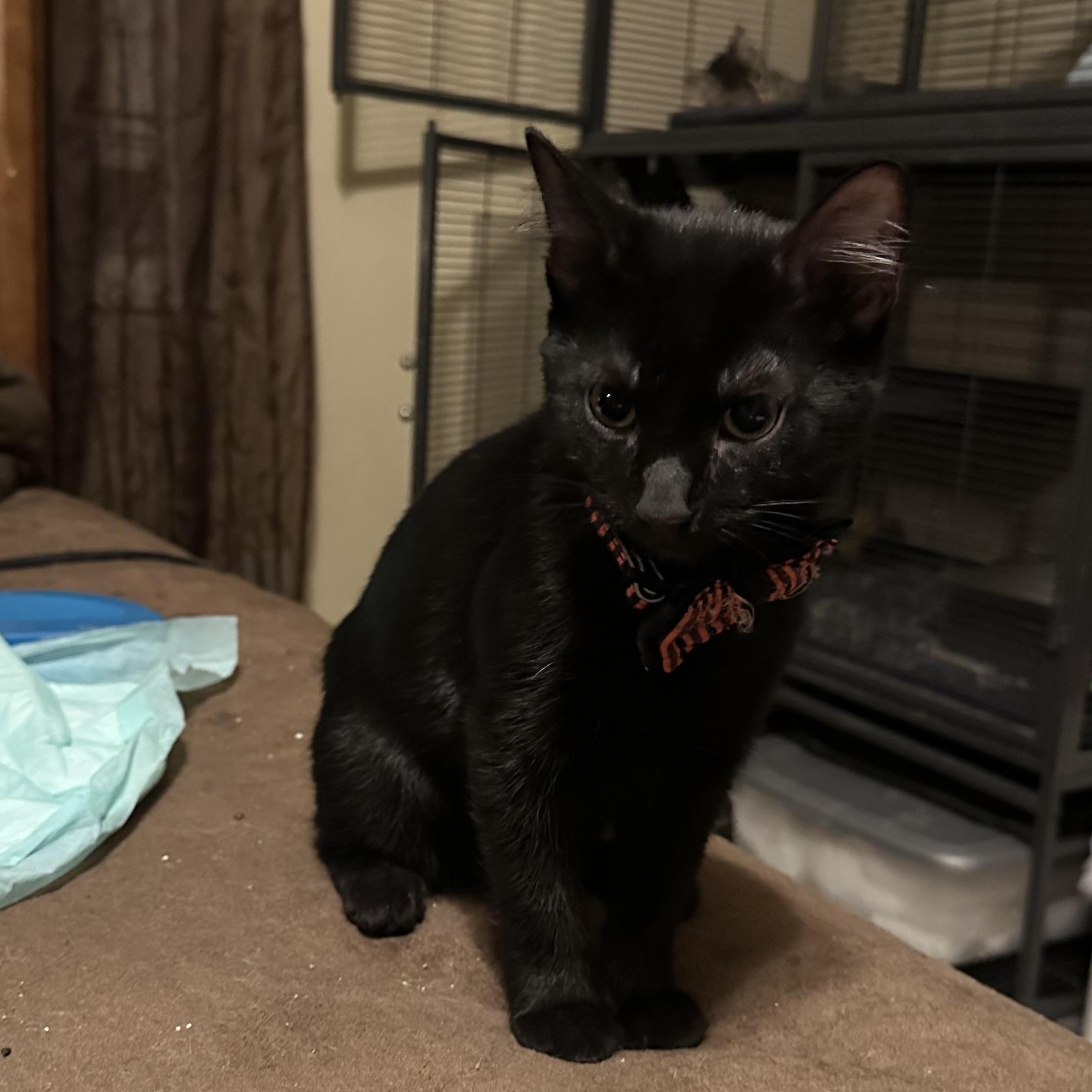 Enlarge Weston, an adopted Domestic Short Hair in Tuttle, OK image 2/2