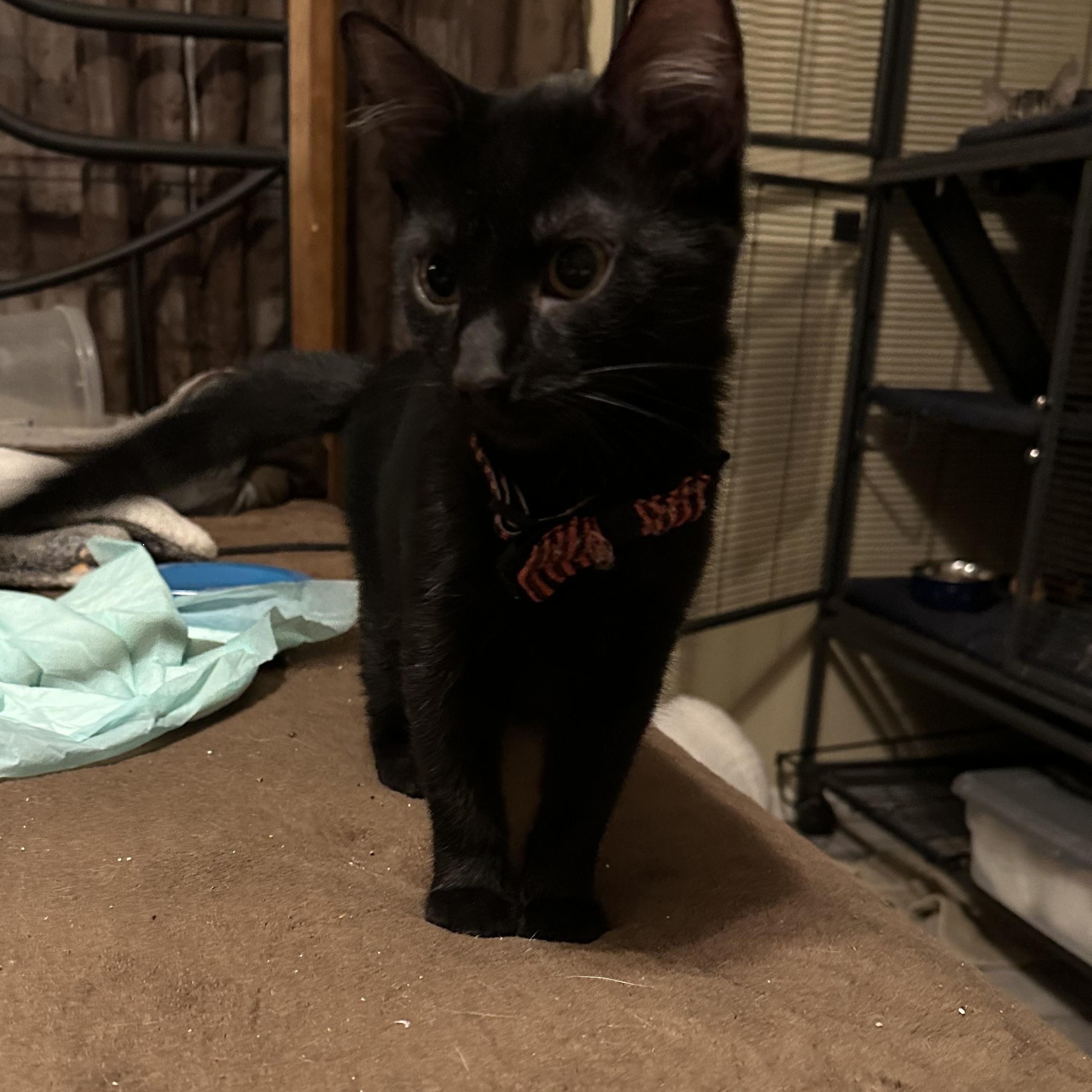 Enlarge Weston, an adopted Domestic Short Hair in Tuttle, OK image 1/2