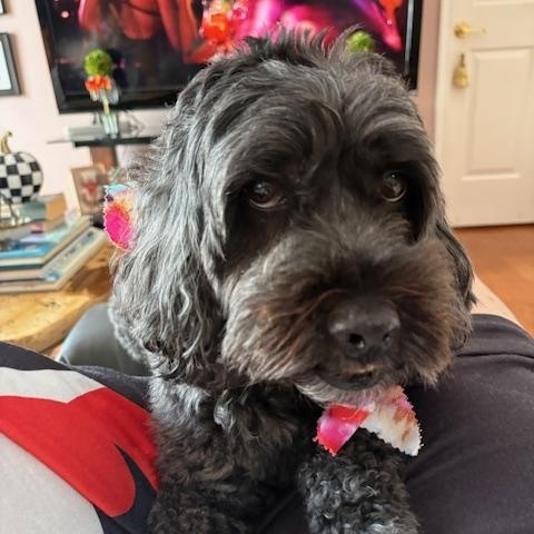 Enlarge Winston, a Adoptable Cockapoo in Lancaster, PA image 4/4