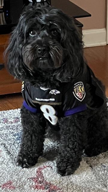 Enlarge Winston, a Adoptable Cockapoo in Lancaster, PA image 2/4