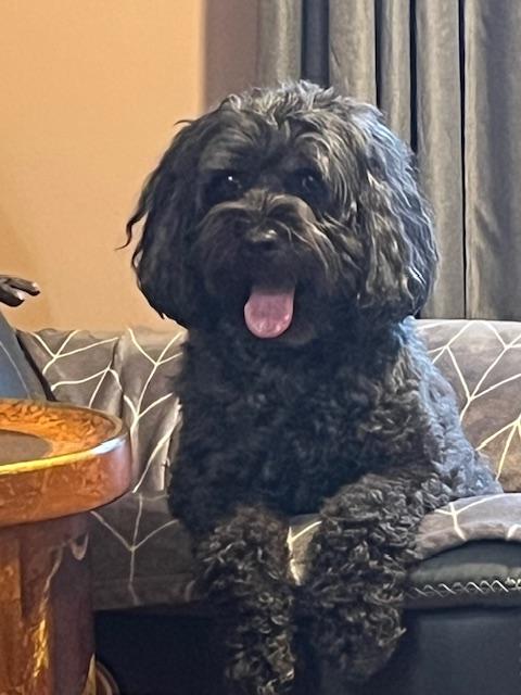 Enlarge Winston, a Adoptable Cockapoo in Lancaster, PA image 1/4