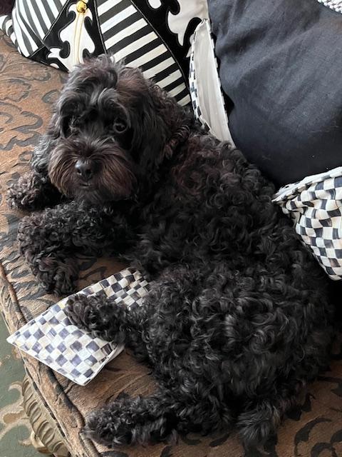 Enlarge Winston, a Adoptable Cockapoo in Lancaster, PA image 3/4