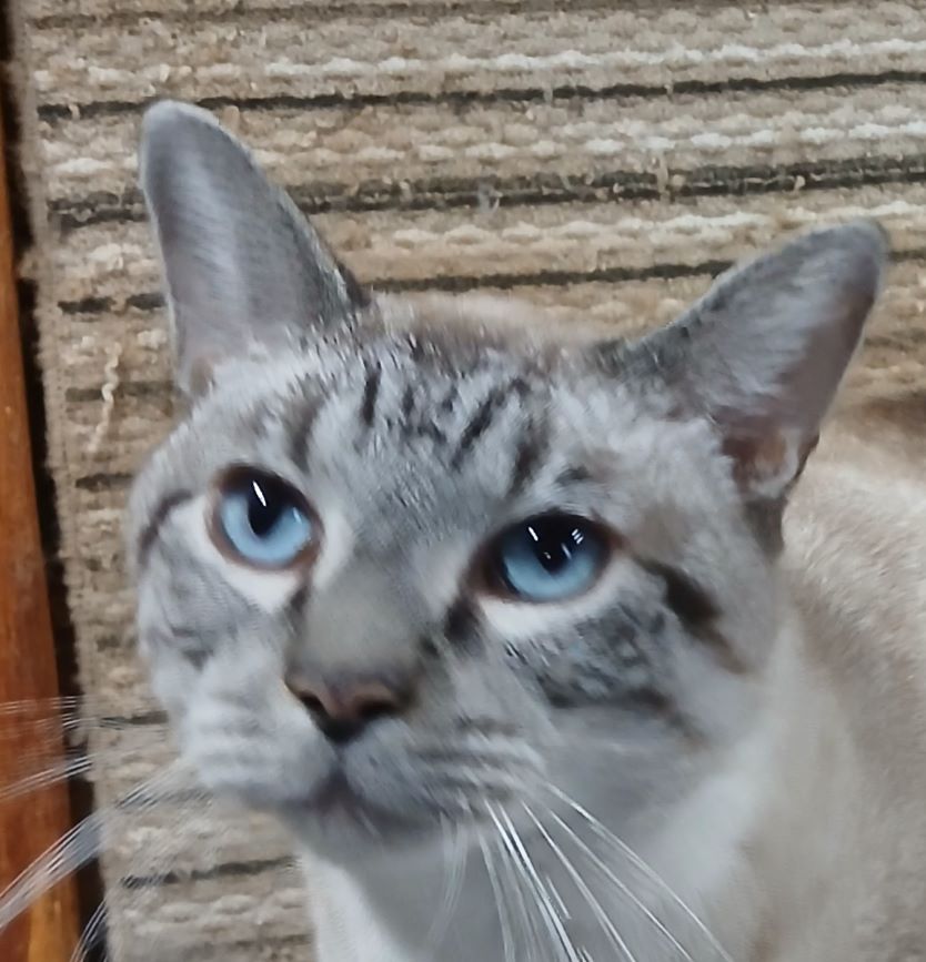 Cat for adoption Counted By Geiger, a Siamese in Lees Summit, MO