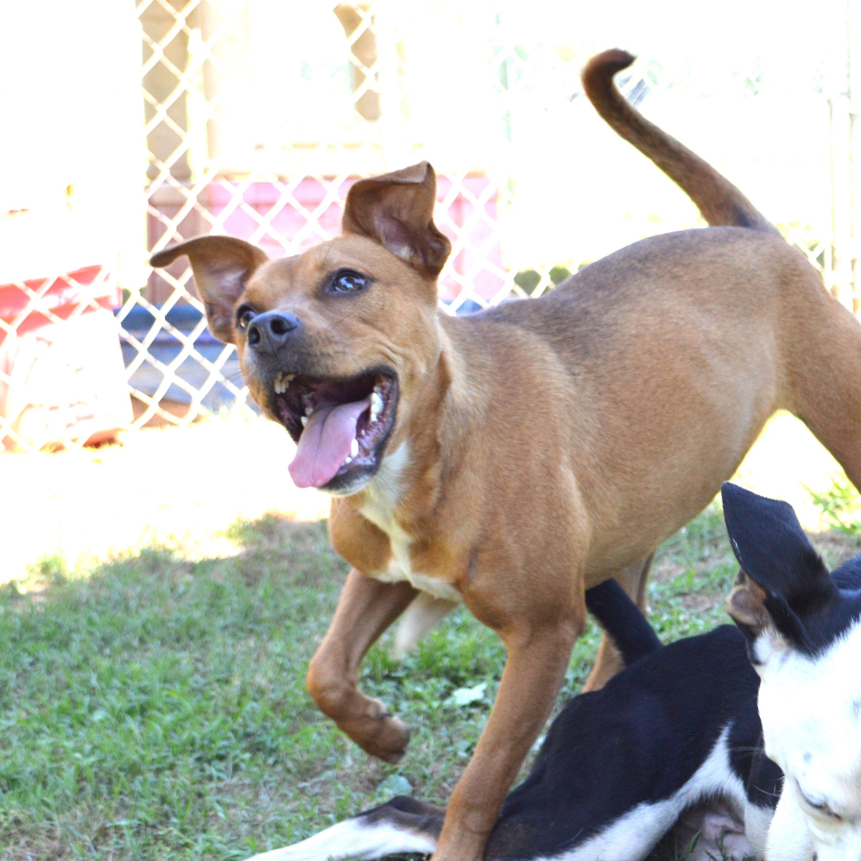 Enlarge TANI, a Adoptable mixed breed in Athens, AL image 2/5