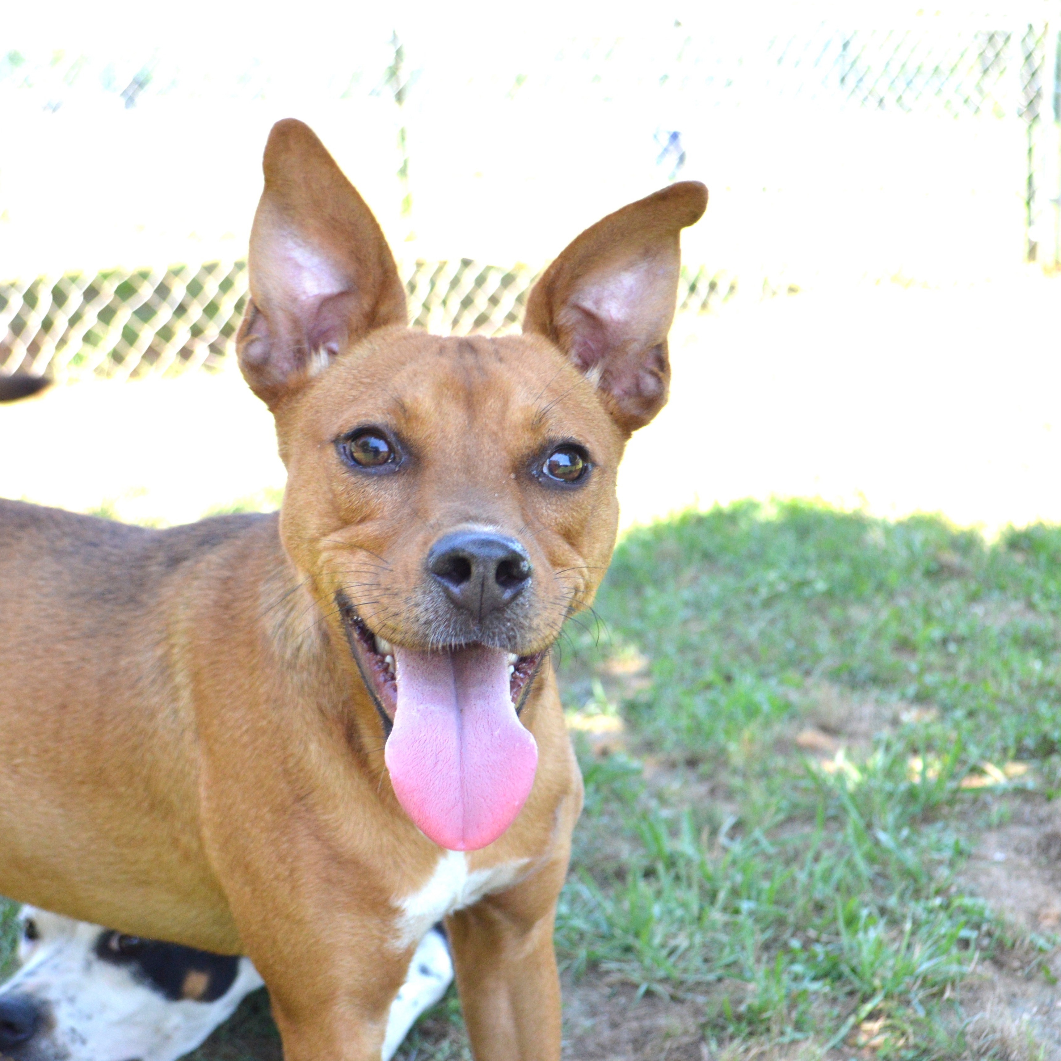 TANI, Adoptable, Young Female Boxer & Pug.