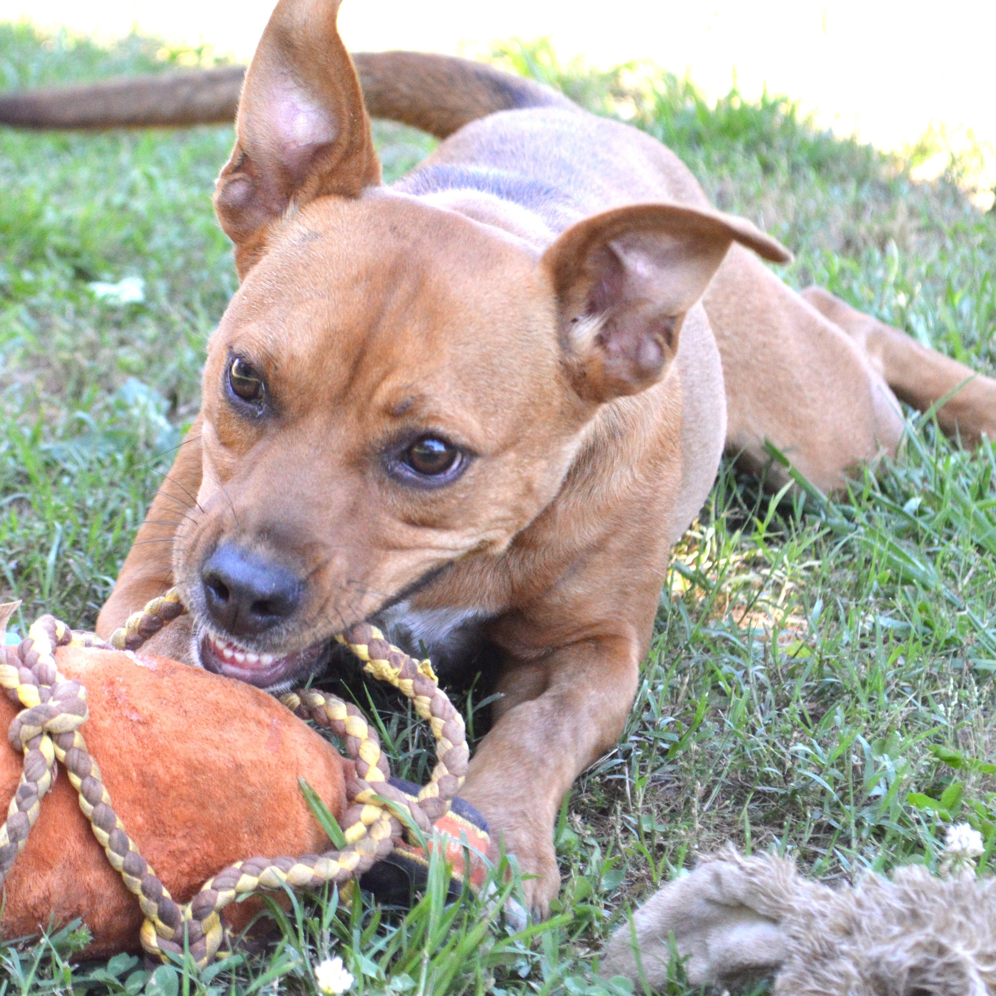 Enlarge TANI, a Adoptable mixed breed in Athens, AL image 3/5