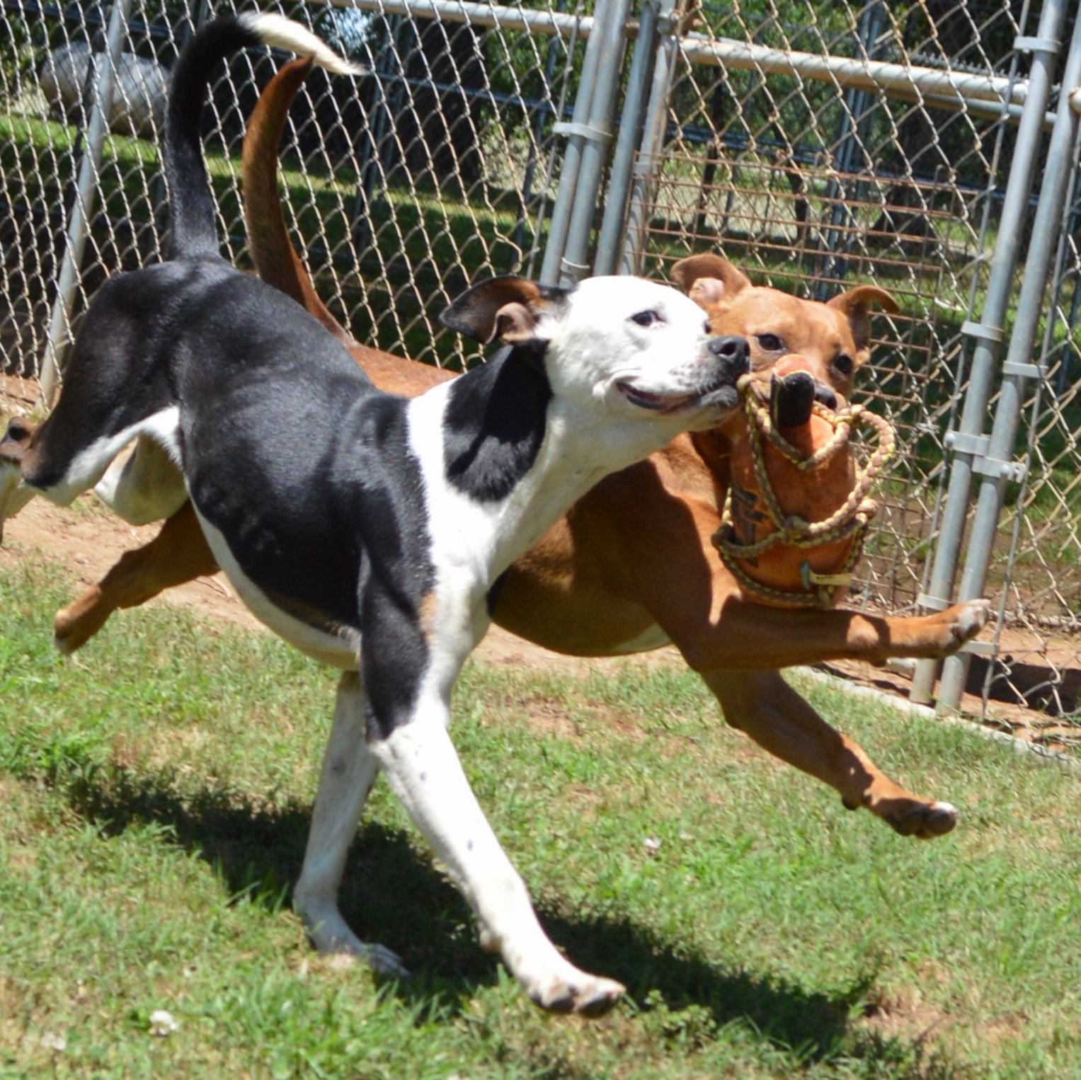 Enlarge TANI, a Adoptable mixed breed in Athens, AL image 4/5