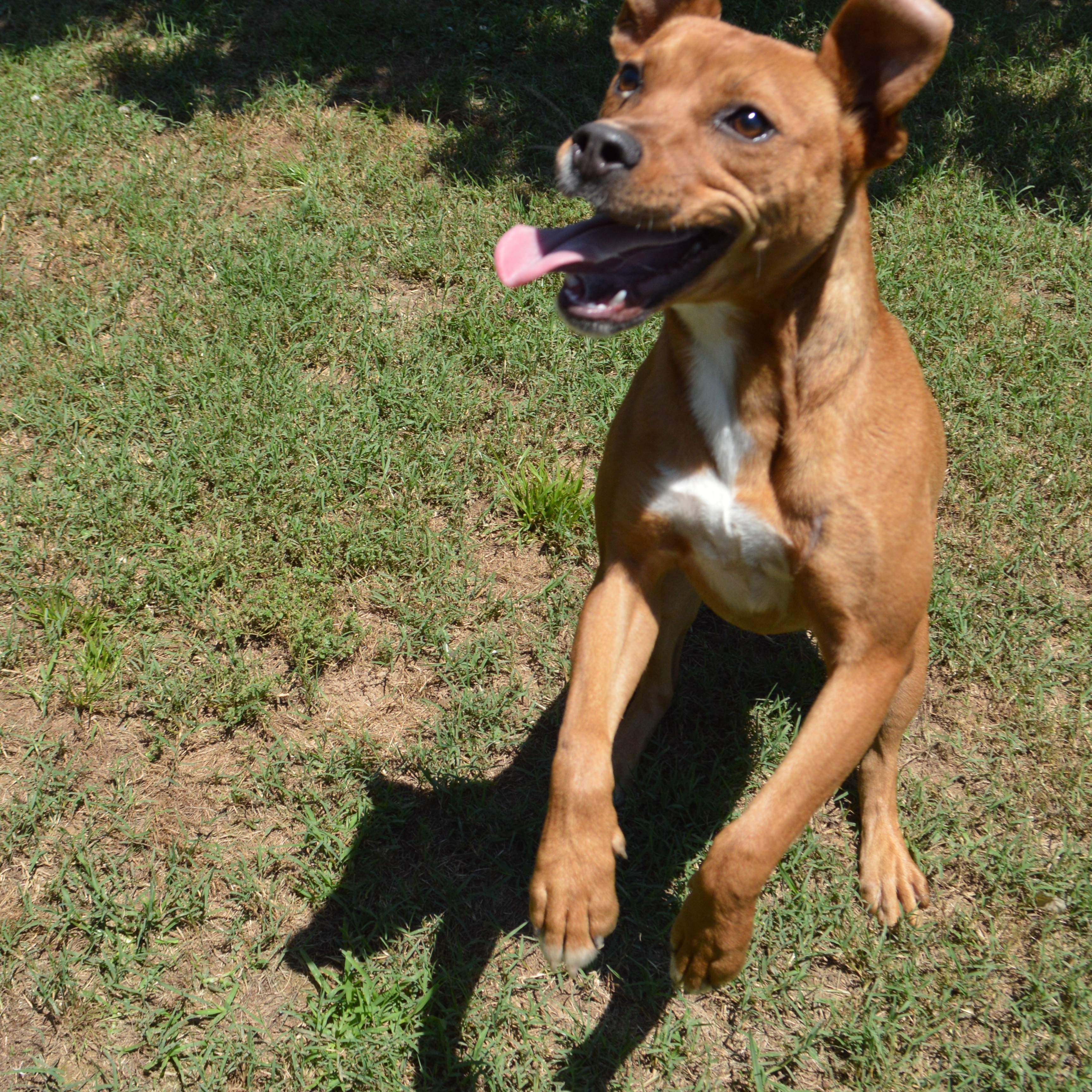 Enlarge TANI, a Adoptable mixed breed in Athens, AL image 5/5
