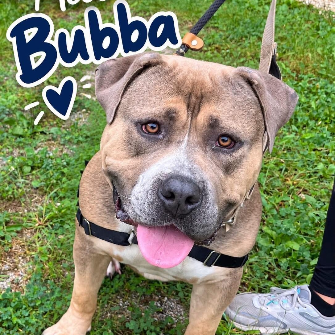 Enlarge Bubba, a Adoptable American Bully in Jackson, NJ image 1/1