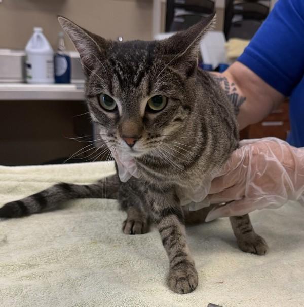 Enlarge Tinkerbell, a Adoptable mixed breed in Dublin, CA image 2/2