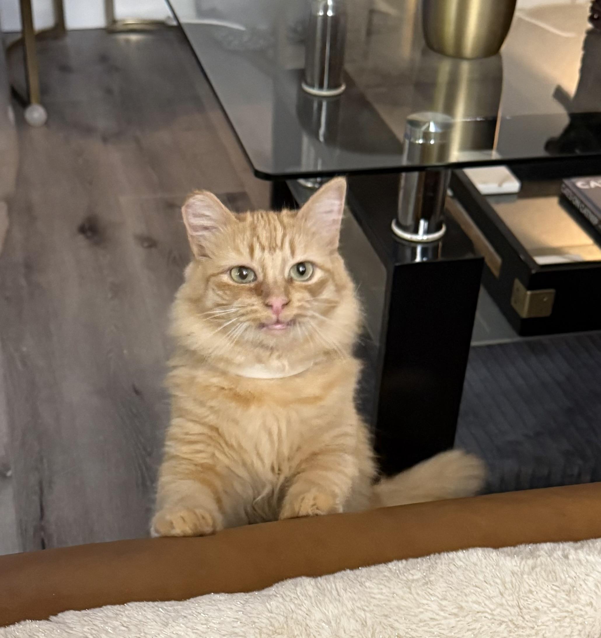 Maple, an adopted Domestic Medium Hair in Morgan Hill, CA image 4/5