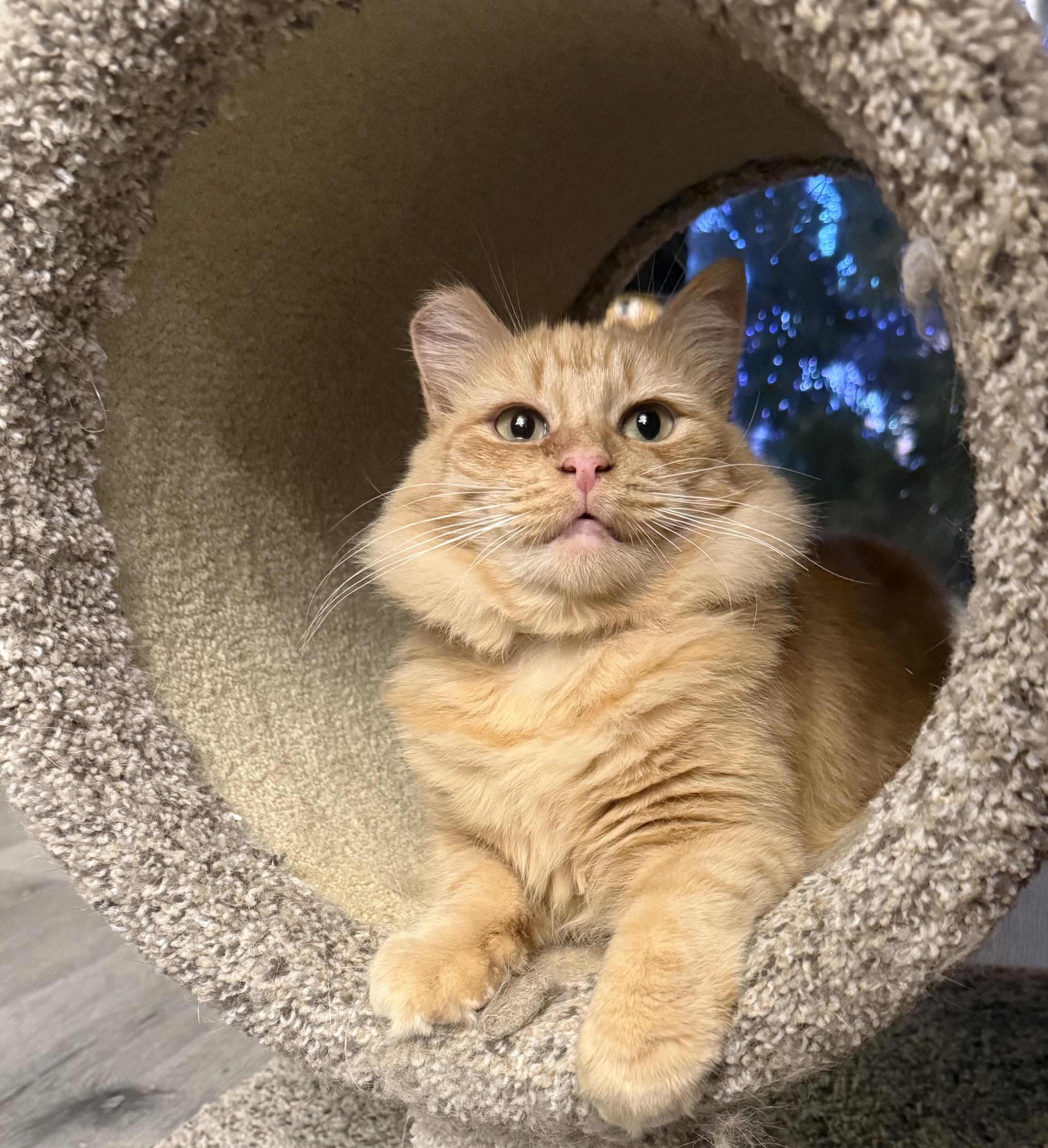 Maple, an adopted Domestic Medium Hair in Morgan Hill, CA image 5/5