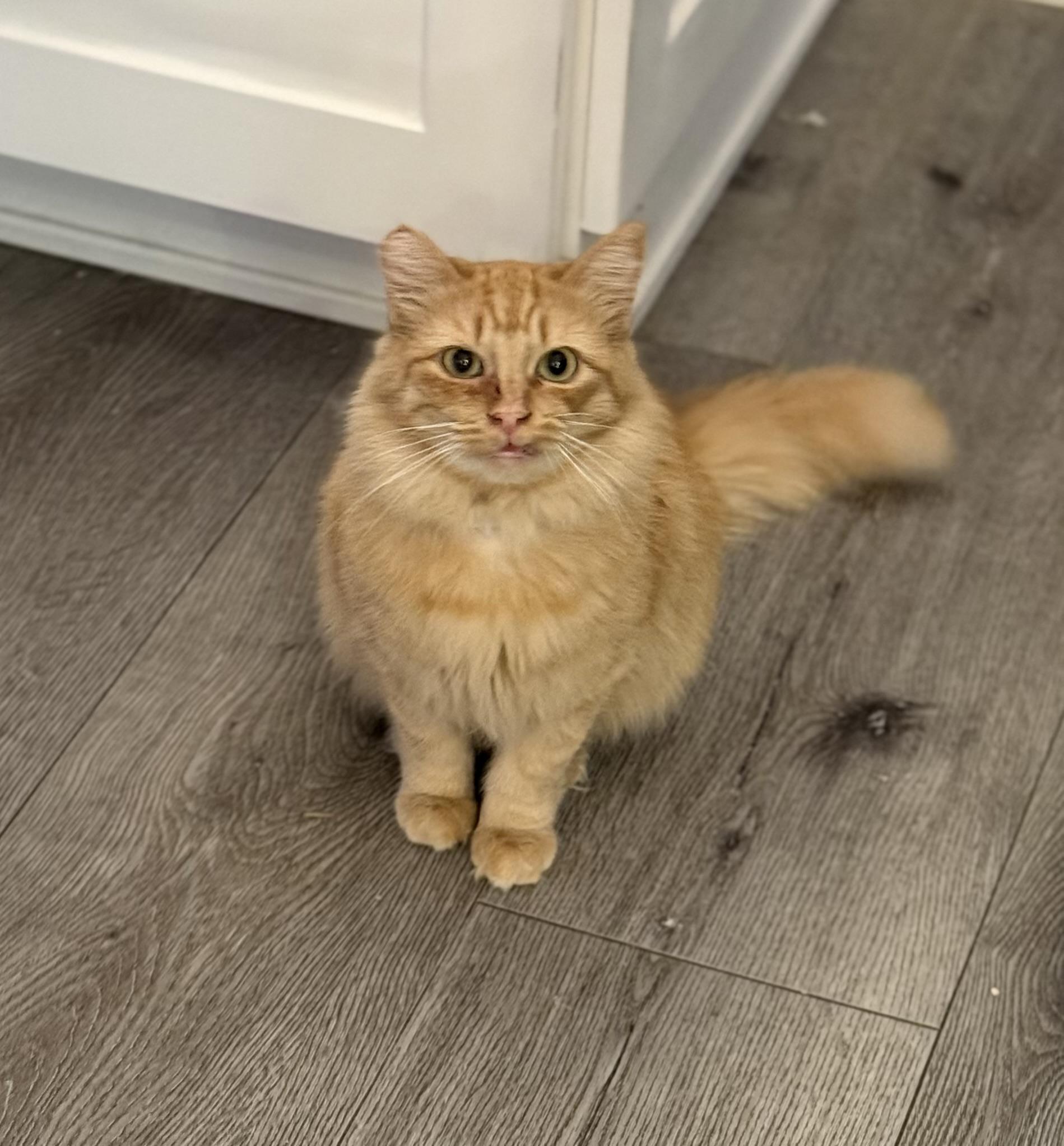 Maple, an adopted Domestic Medium Hair in Morgan Hill, CA image 2/5