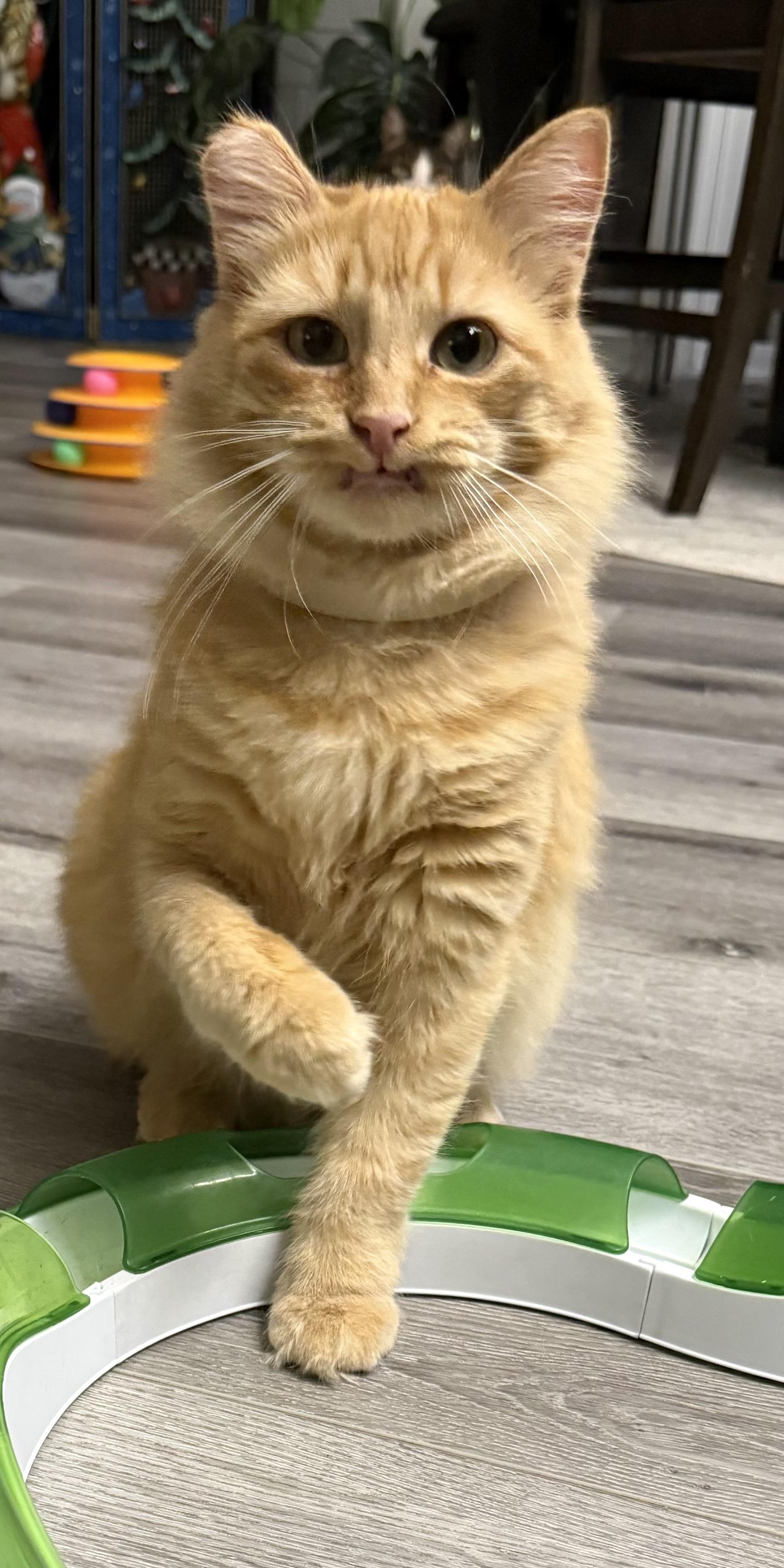 Maple, an adopted Domestic Medium Hair in Morgan Hill, CA image 3/5