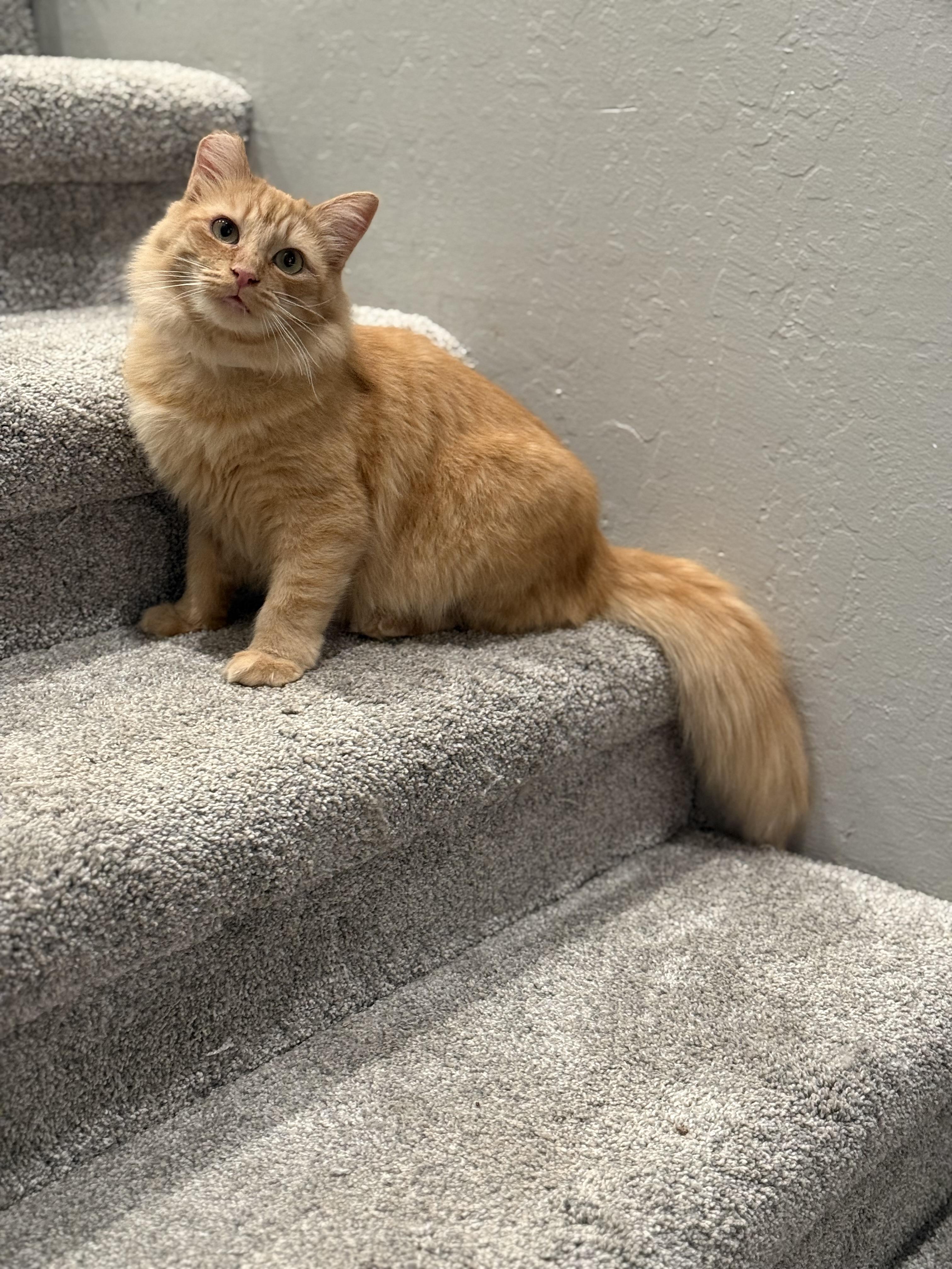 Maple, an adopted Domestic Medium Hair in Morgan Hill, CA image 1/5