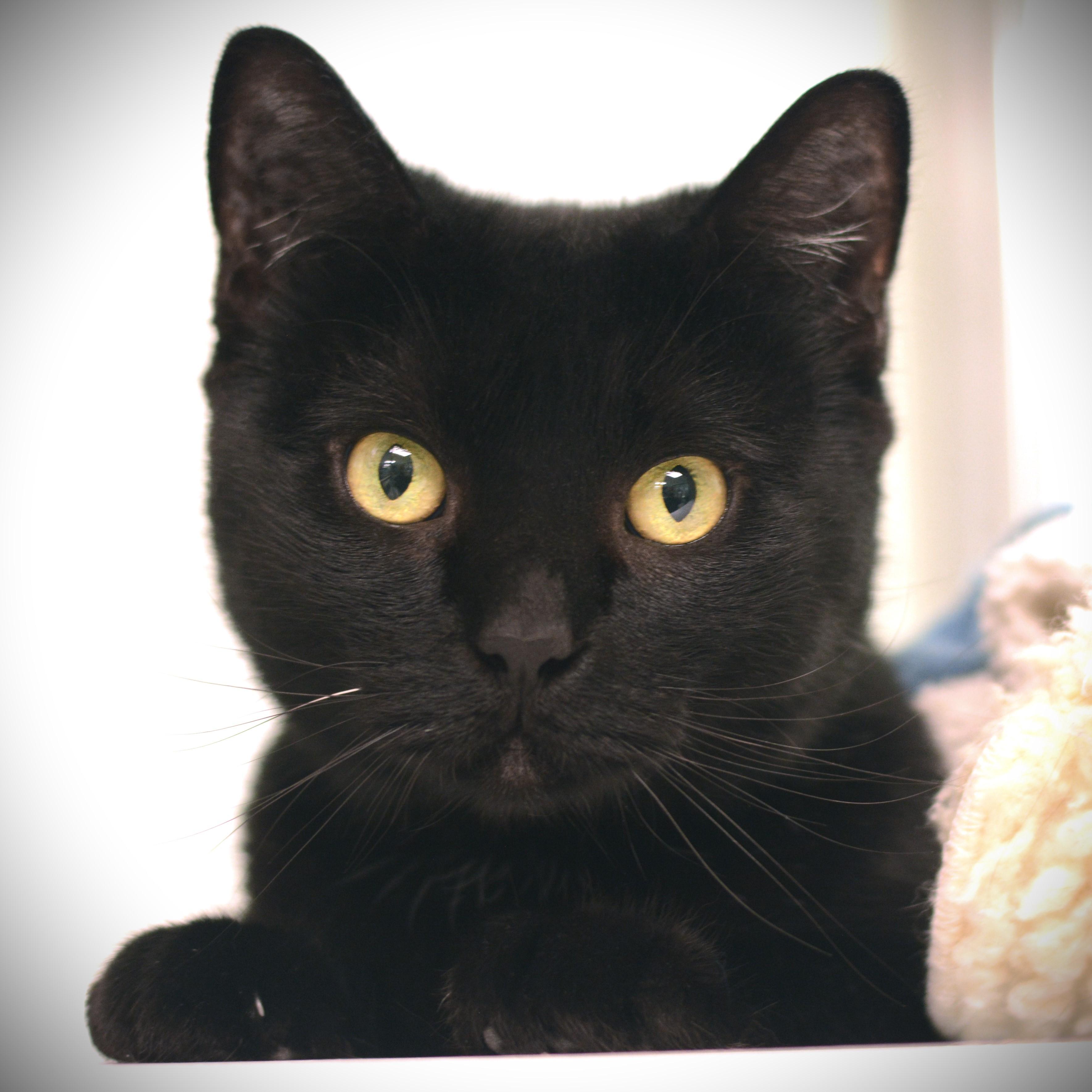 Enlarge Clementine, a Adopted Domestic Short Hair in Amsterdam, NY image 1/1