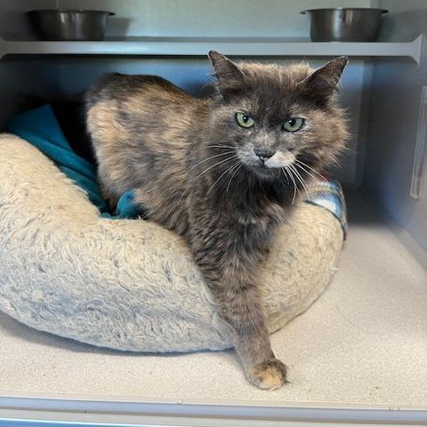 Latte, Adoptable, Adult Female Domestic Long Hair.