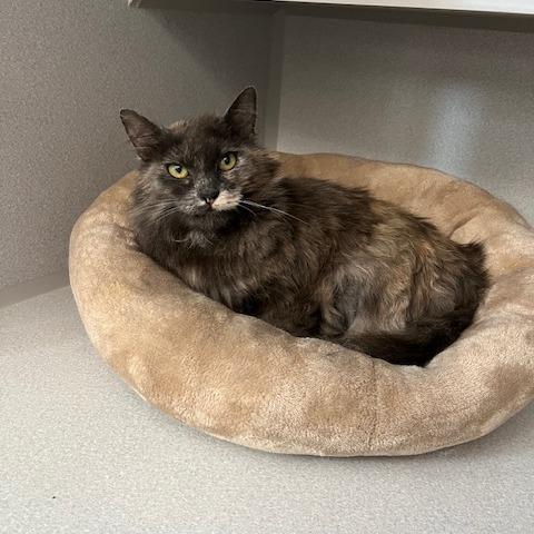 Latte, a Adoptable Domestic Long Hair in Washougal, WA image 2/6