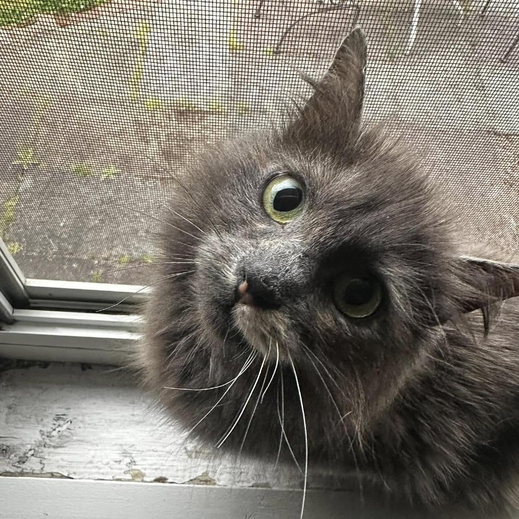 Latte, a Adoptable Domestic Long Hair in Washougal, WA image 5/6