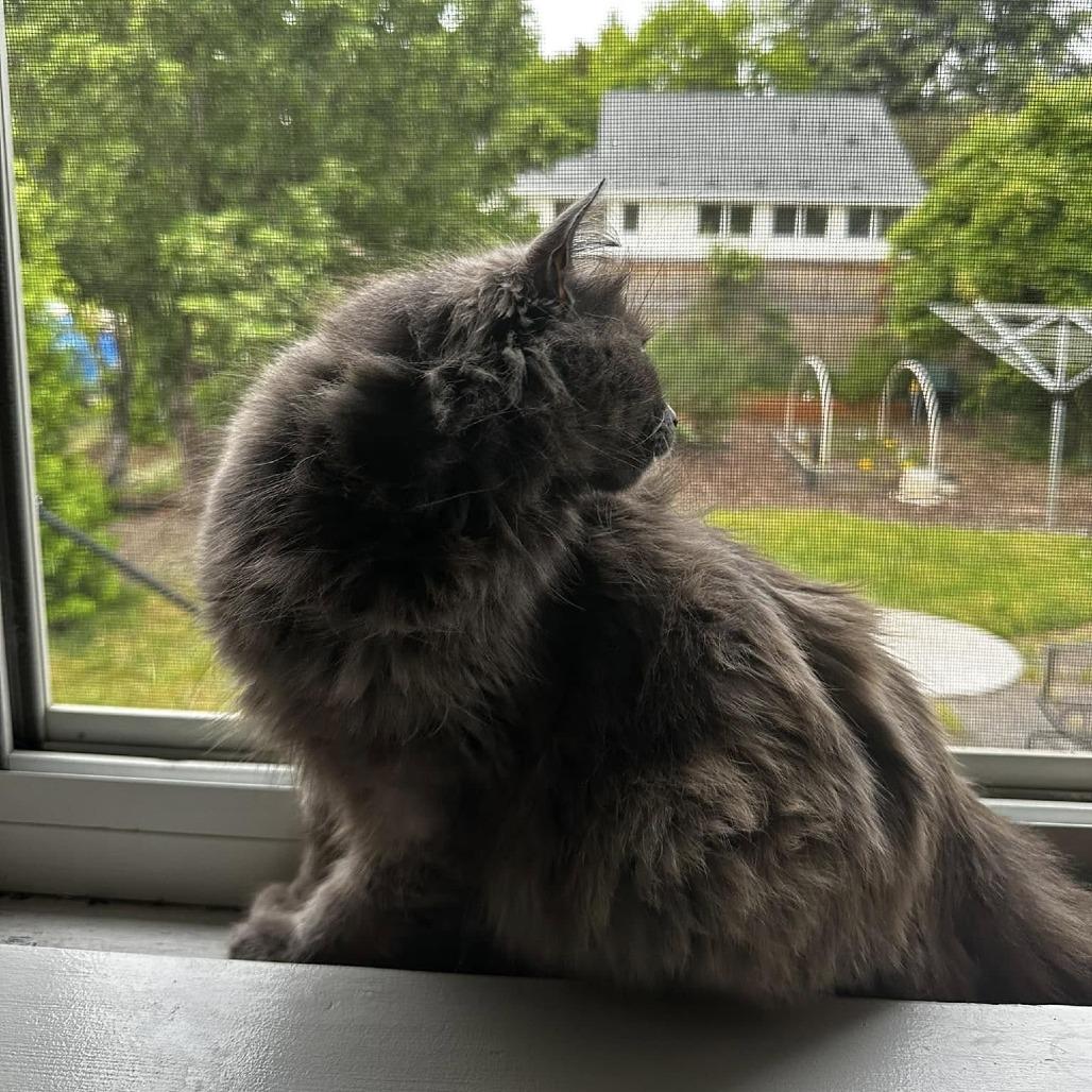 Latte, a Adoptable Domestic Long Hair in Washougal, WA image 6/6