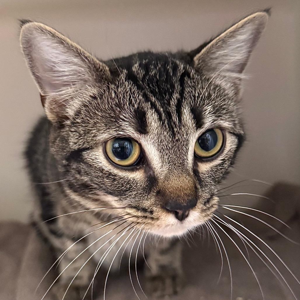 Enlarge Concrete, a Adoptable Domestic Short Hair in Salisbury, MA image 1/1