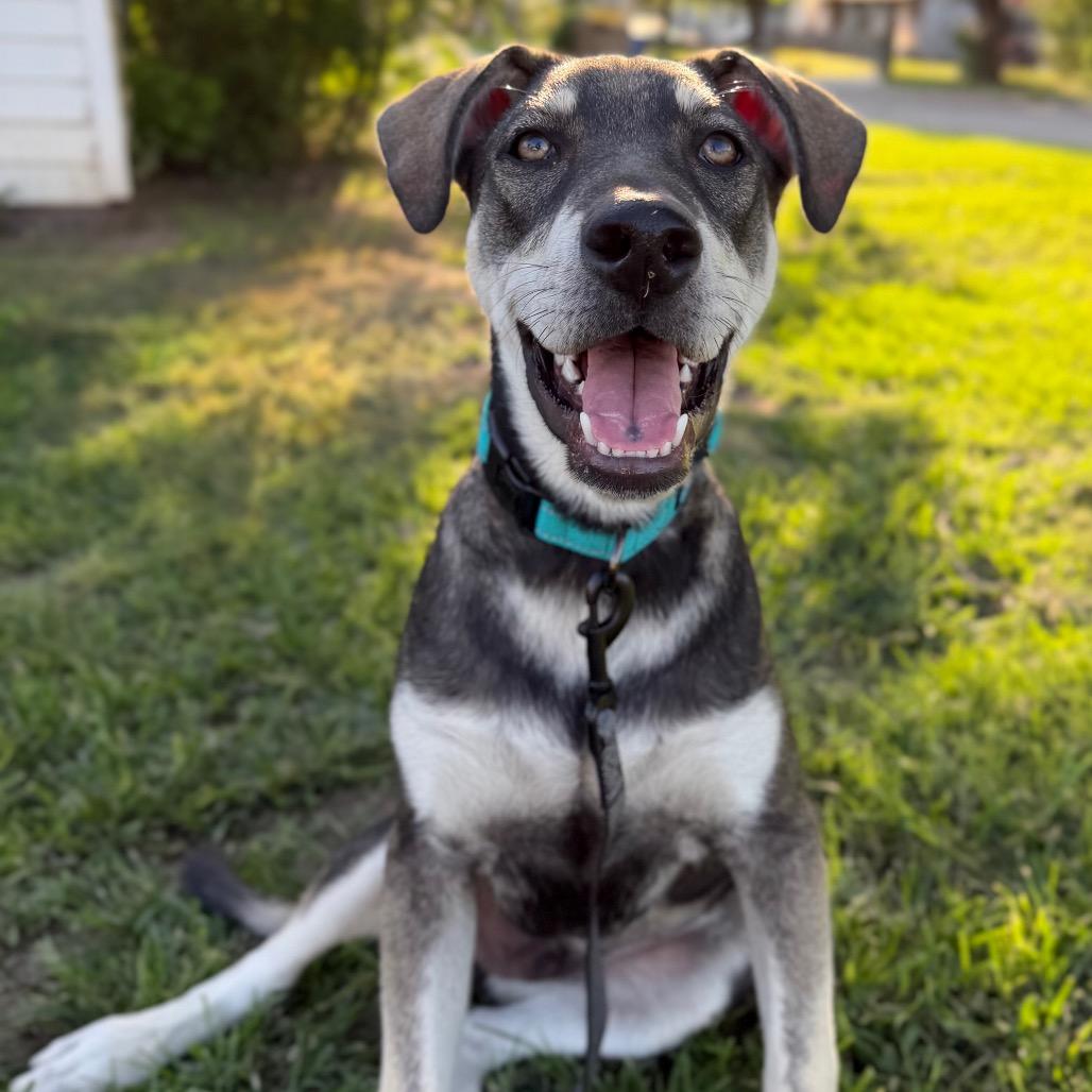 Roscoe, Adoptable, Young Male Shepherd & Mixed Breed.