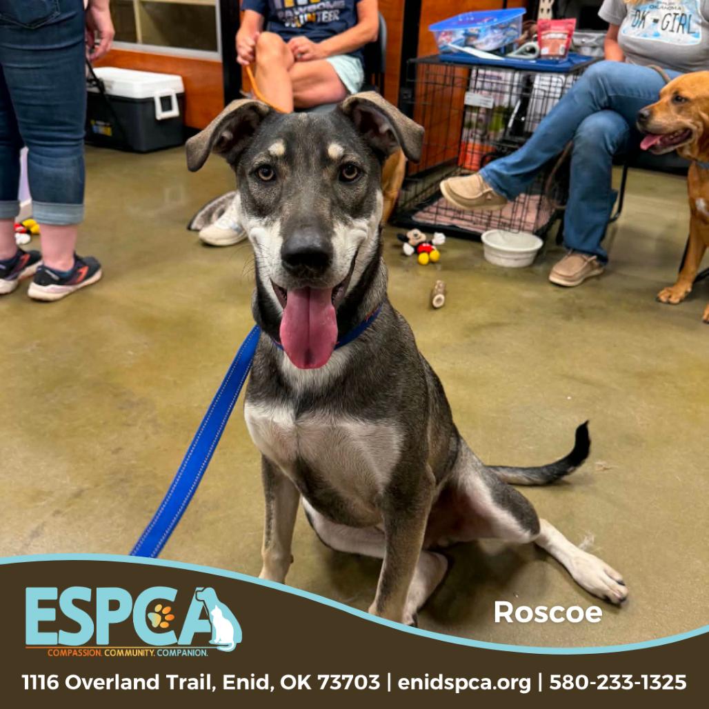 Enlarge Roscoe, a Adoptable mixed breed in Enid, OK image 2/6
