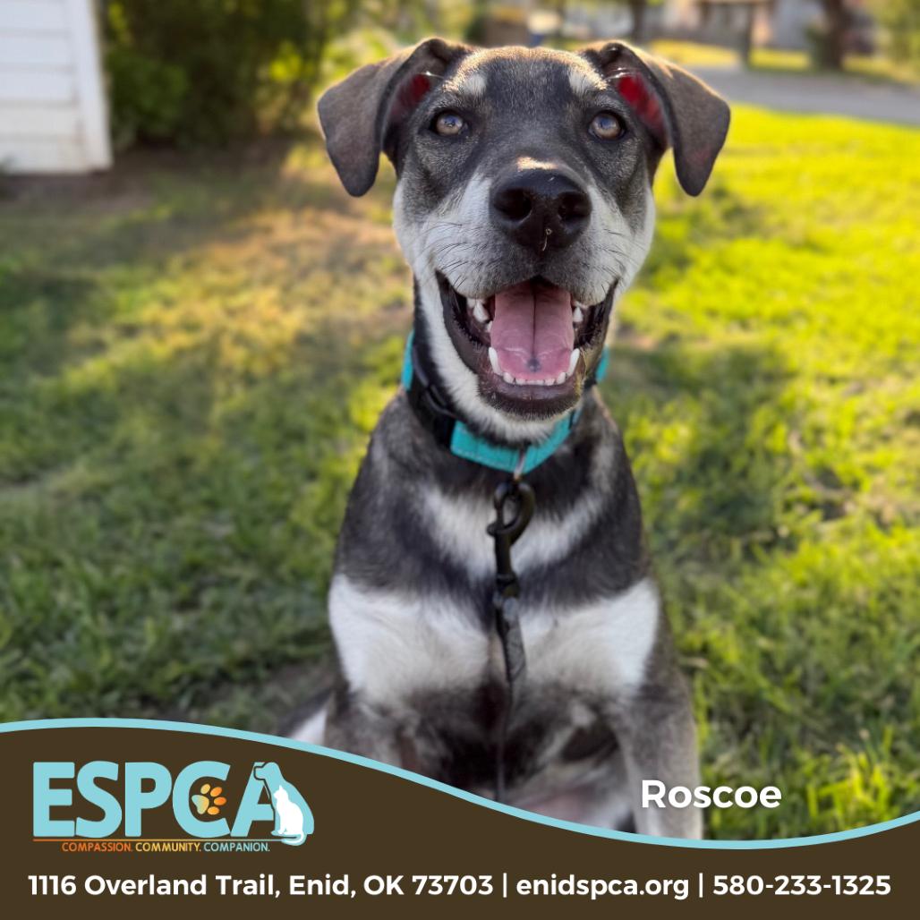 Roscoe, a Adoptable mixed breed in Enid, OK image 2/4