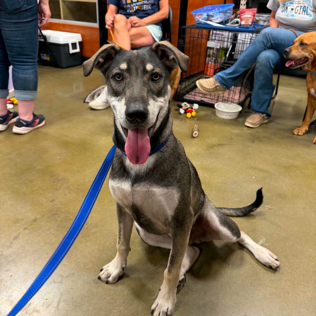 Enlarge Roscoe, a Adoptable mixed breed in Enid, OK image 4/6