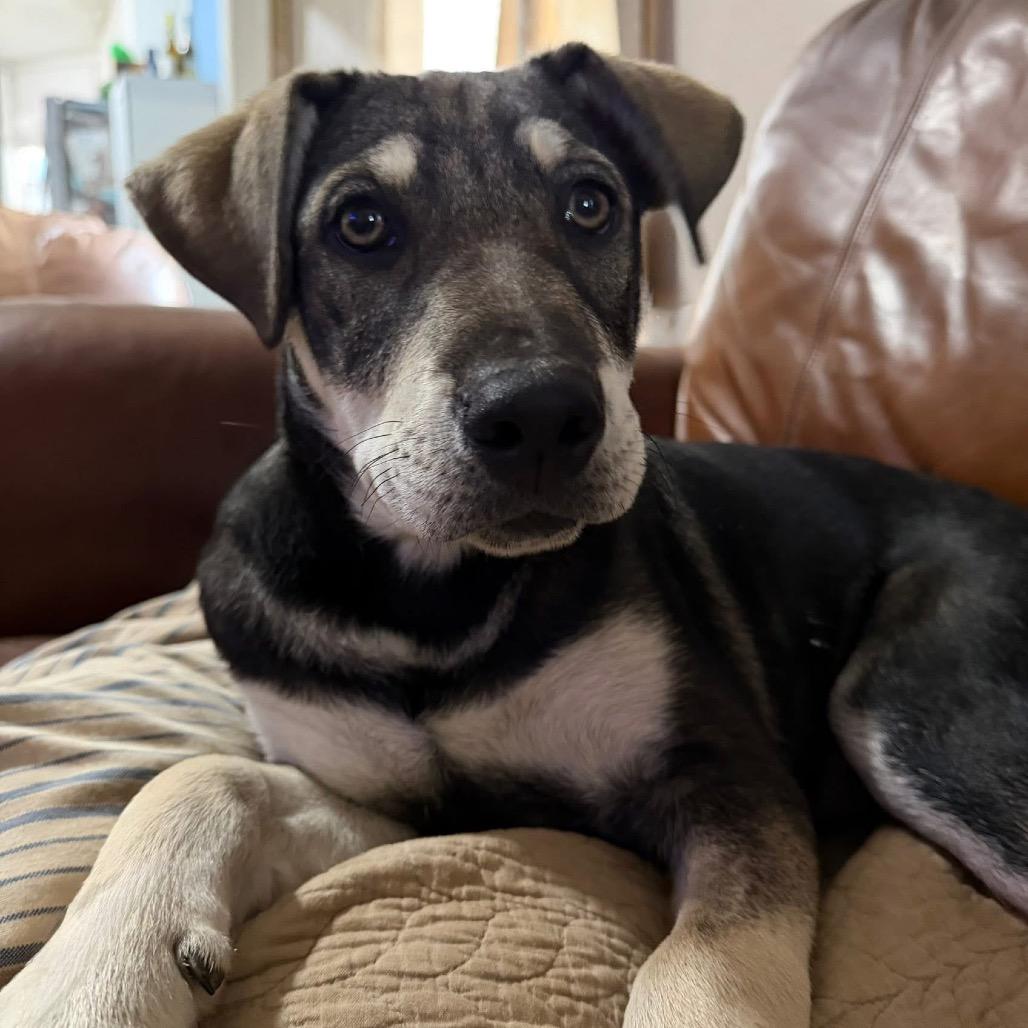 Roscoe, a Adoptable mixed breed in Enid, OK image 3/4