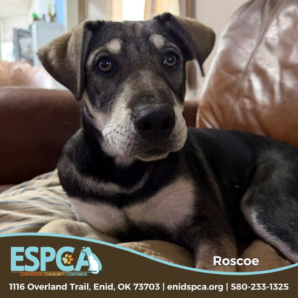 Roscoe, a Adoptable mixed breed in Enid, OK image 4/4