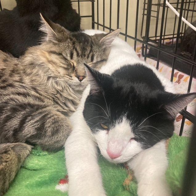 Enlarge Tin & Platinum, a Adoptable Domestic Short Hair in Lake Orion, MI image 1/5