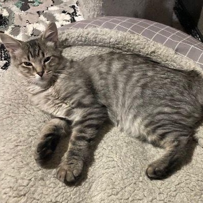 Enlarge Tin & Platinum, a Adoptable Domestic Short Hair in Lake Orion, MI image 5/5