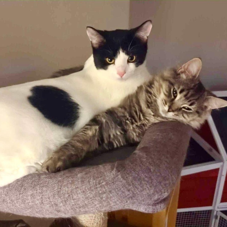 Enlarge Tin & Platinum, a Adoptable Domestic Short Hair in Lake Orion, MI image 2/5