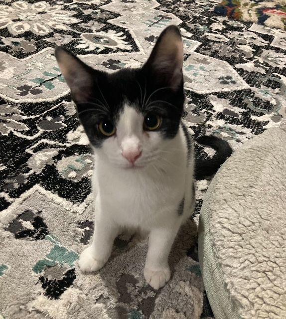 Enlarge Tin & Platinum, a Adoptable Domestic Short Hair in Lake Orion, MI image 3/5