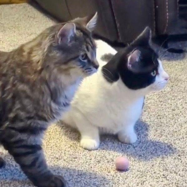 Enlarge Tin & Platinum, a Adoptable Domestic Short Hair in Lake Orion, MI image 4/5